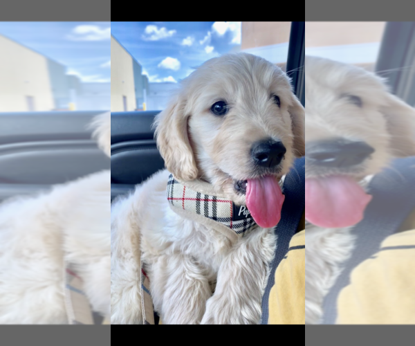 Medium Photo #5 Goldendoodle Puppy For Sale in COLUMBIA, KY, USA