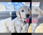 Small Photo #5 Goldendoodle Puppy For Sale in COLUMBIA, KY, USA