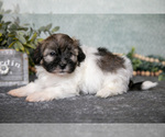 Small #2 Havanese