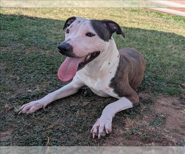 Medium Photo #1 Mutt Puppy For Sale in Grovetown, GA, USA