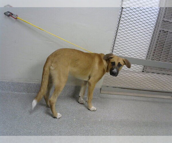 Medium Photo #1 Black Mouth Cur Puppy For Sale in Pasadena, TX, USA