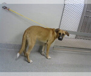 Black Mouth Cur Dogs for adoption in Pasadena, TX, USA