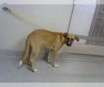 Small Black Mouth Cur