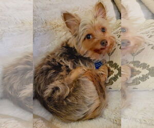 Chihuahua-Unknown Mix Dogs for adoption in Cary, NC, USA