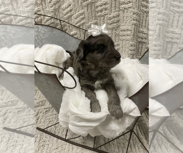 Medium Photo #6 Aussiedoodle Puppy For Sale in PASCAGOULA, MS, USA