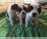 Small Photo #1 Saint Bernard Puppy For Sale in FAYETTEVILLE, NC, USA