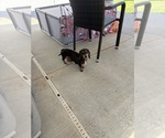 Small Photo #1 Dachshund Puppy For Sale in HATBORO, PA, USA