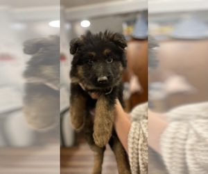 German Shepherd Dog Puppy for sale in ALLENSVILLE, PA, USA