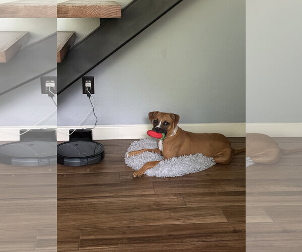 Medium Photo #3 Boxer-Unknown Mix Puppy For Sale in  Katy, TX, USA