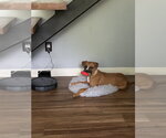 Small #2 Boxer Mix