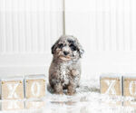 Small Photo #11 Poodle (Miniature) Puppy For Sale in WARSAW, IN, USA
