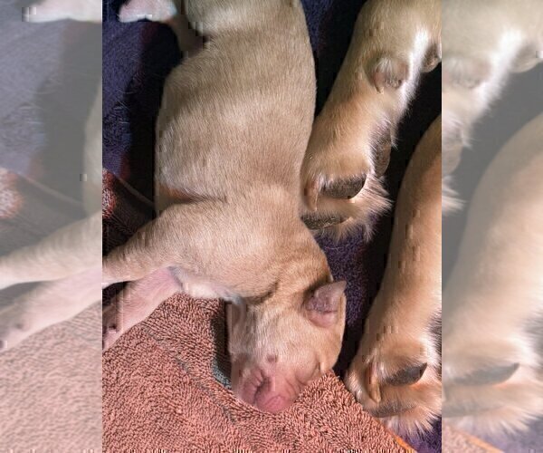 Medium Photo #9 Labrador Retriever Puppy For Sale in HIGH POINT, NC, USA