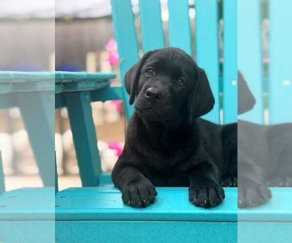 Medium Photo #5 Labrador Retriever Puppy For Sale in HAMPSTEAD, NC, USA