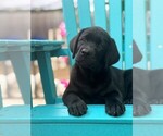 Litter of 6 - Male Labrador RetrieverLitter of Puppies for Sale - Photo #5