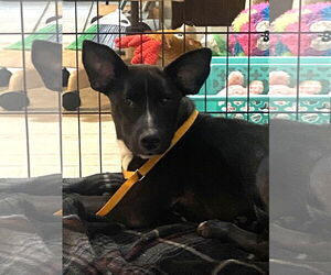 Tuck - Male Holland Shepherd-Unknown Mix Dog for Adoption - Photo #2