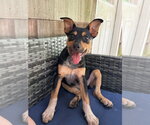 Small #5 German Shepherd Dog Mix