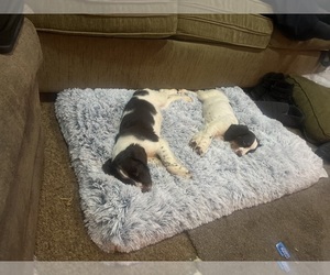 English Springer Spaniel Puppy for sale in KELSO, WA, USA
