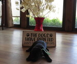 Puppy Puppy 5 Labrador Retriever