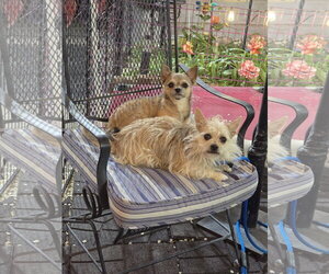 Gavin Ragnaruff - Male Mutt Dog for Adoption - Photo #7