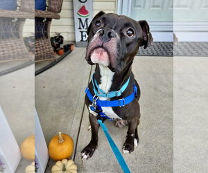Boxer Dogs for adoption in Dumont, NJ, USA