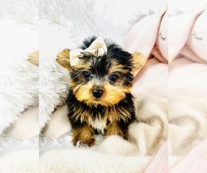 Yorkshire Terrier Puppy for sale in BEVERLY HILLS, CA, USA