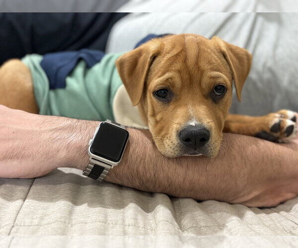 Medium Photo #9 American Staffordshire Terrier-Labrador Retriever Mix Puppy For Sale in Brewster, NY, USA