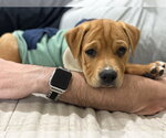 Small #8 American Staffordshire Terrier-Labrador Retriever Mix
