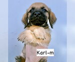 Small #8 Mutt