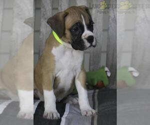Boxer Puppy for sale in LIBERTY TWP, OH, USA
