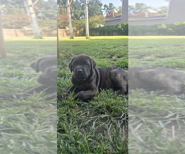 Medium Photo #8 Cane Corso-Doberman Pinscher Mix Puppy For Sale in NORFOLK, VA, USA
