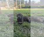 Small #7 Cane Corso-Doberman Pinscher Mix
