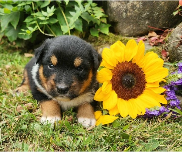 Medium Photo #1 Miniature Australian Shepherd Puppy For Sale in SANDOWN, NH, USA