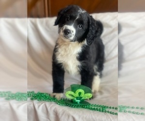 Miniature Bernedoodle Puppy for sale in INDIANAPOLIS, IN, USA