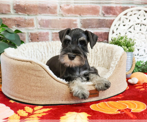 Schnauzer (Miniature) Puppy for sale in SYRACUSE, IN, USA