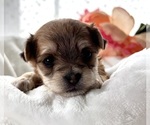 Small #6 Morkie
