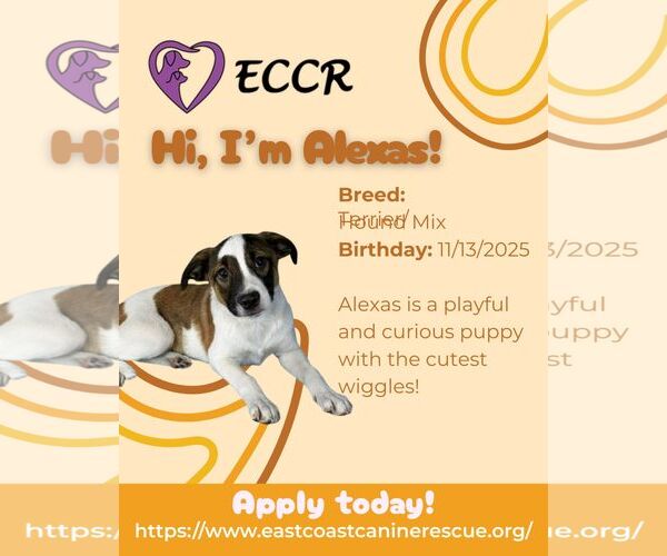 Medium Photo #3 Mutt Puppy For Sale in pomfret, CT, USA
