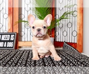 French Bulldog Puppy for sale in NAPLES, FL, USA