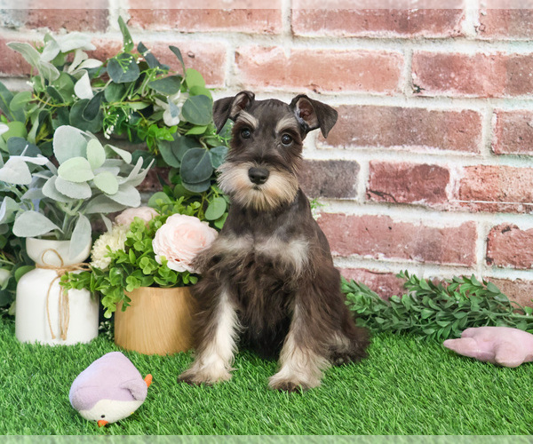Medium Photo #10 Schnauzer (Miniature) Puppy For Sale in SYRACUSE, IN, USA