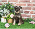 Small #9 Schnauzer (Miniature)