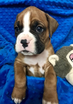 Medium Photo #6 Boxer Puppy For Sale in ELKO, NV, USA