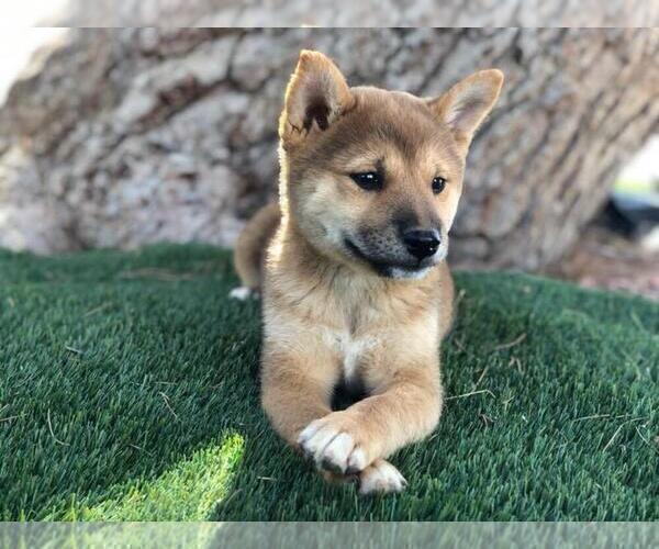 Medium Photo #2 Shiba Inu Puppy For Sale in LAS VEGAS, NV, USA
