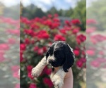 Puppy Pluto Cocker Spaniel