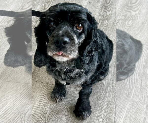 Medium Photo #8 Cocker Spaniel Puppy For Sale in Westminster, MD, USA