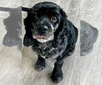 Small #7 Cocker Spaniel