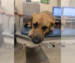 German Shepherd Dog-Unknown Mix Dogs for adoption in Mobile, AL, USA