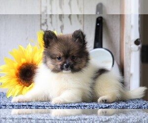 Pomeranian Puppy for sale in FREDERICKSBG, OH, USA