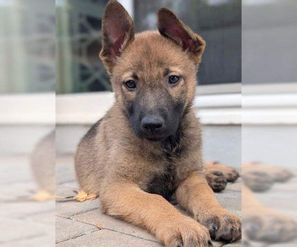 Medium Photo #3 German Shepherd Dog-Unknown Mix Puppy For Sale in Fremont, CA, USA