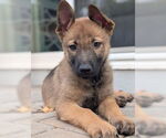 Small #2 German Shepherd Dog Mix