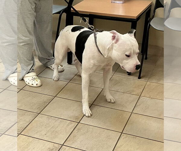 Medium Photo #2 American Pit Bull Terrier Puppy For Sale in Virginia Beach, VA, USA