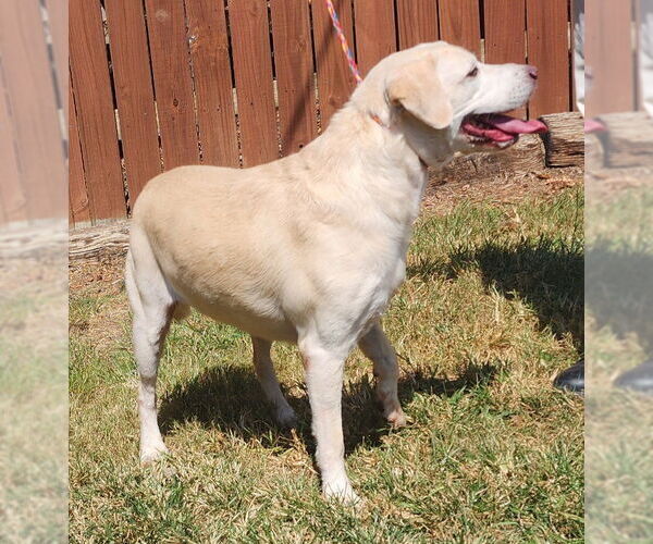 Medium Photo #3 Mutt Puppy For Sale in Wetumpka, AL, USA